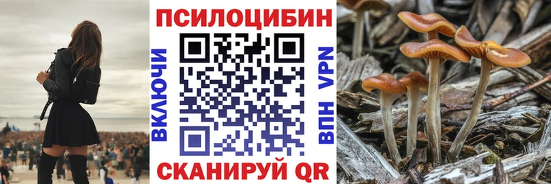 кракен зеркало  Кизляр  Галлюциногенные грибы Cubensis  купить  